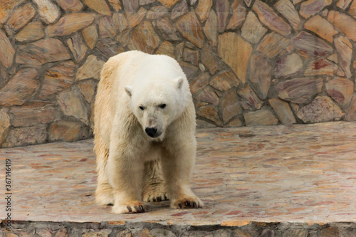 A polar bear swims a crawl on his back in the pool, the bear does active physical activity lying in the water. The animal entertains people in the zoo.