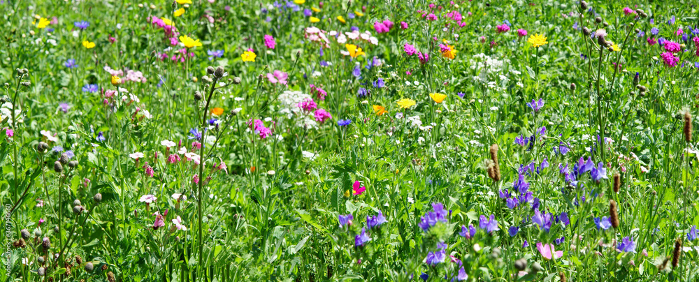 Colorful flowers in extensive flowering area, banner, header, headline, panorama