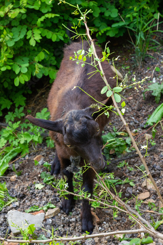 Chinese rural goat