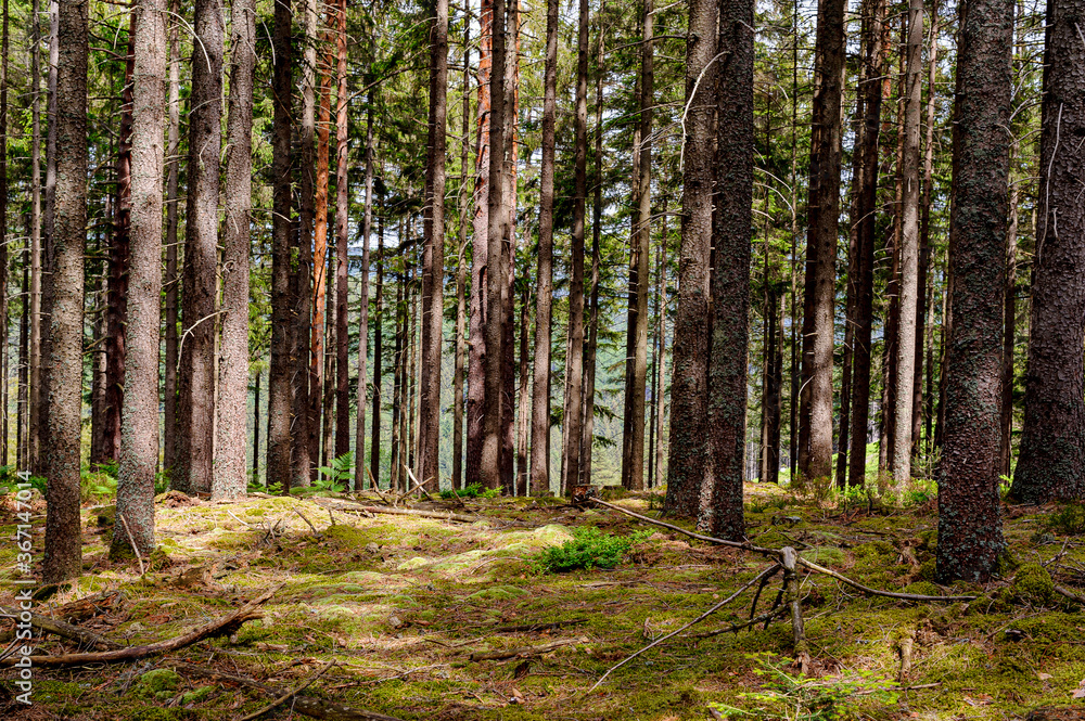 Fototapeta premium View on an undergrowth in a forest. A tight stand of fir trees prevents any other form of vegetation. The ground is covered with moss and ferns.