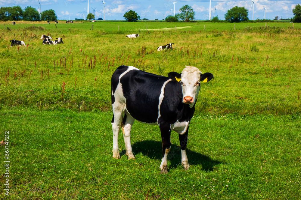 Landscape with cows and windmills near Bunschoten, Netherlands
Landscape with cows and windmills near Bunschoten, Netherlands