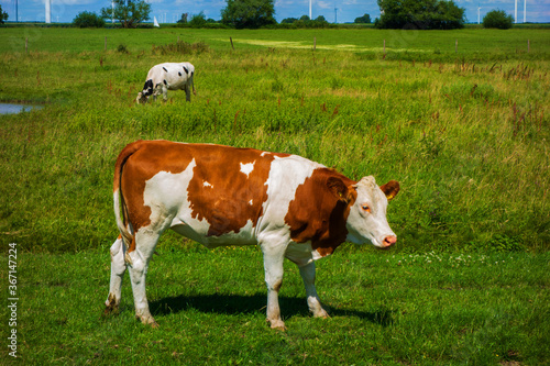 Wallpaper Mural Landscape with cows and windmills near Bunschoten, Netherlands
 Torontodigital.ca