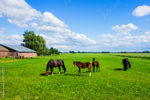 Landscape with brown horses and foals in the Netherlands 