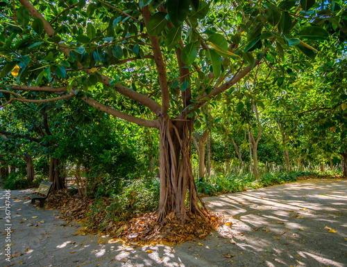 Fototapeta Naklejka Na Ścianę i Meble -  Valencia Banyan Tree, Ficus benghalensis Park at riverbed, River Turia gardens, leisure sport area Spain Europe