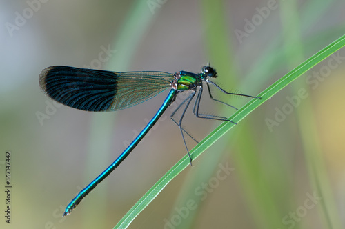 Beautiful damselfly Calopteryx splendens on a blade of grass in the river