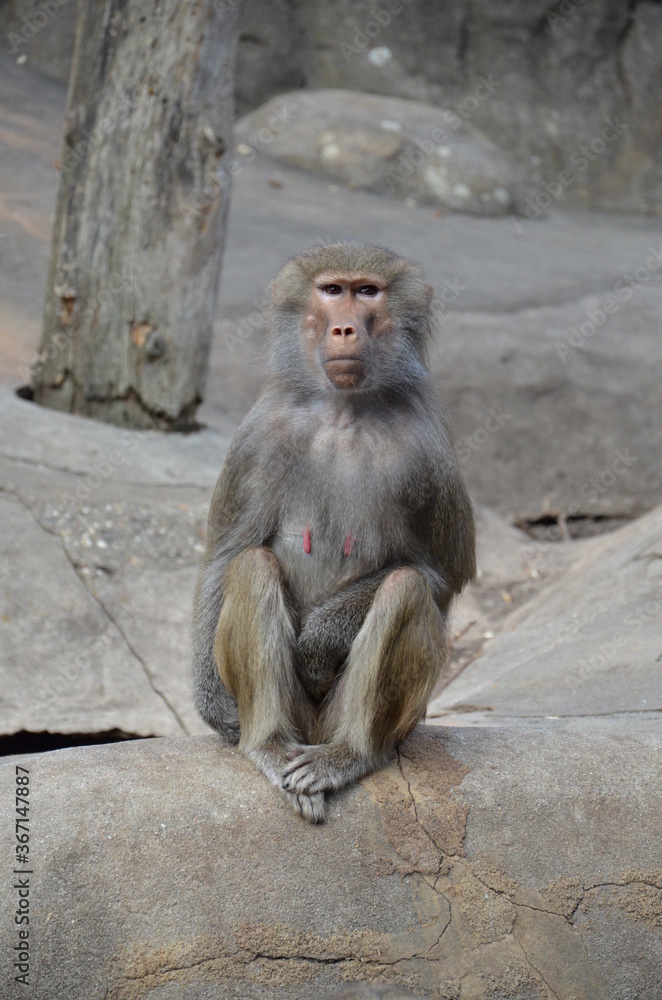 Wild Hamadryas baboon, zoo of Frankfurt (Germany) Wild Hamadryas baboon, zoo of Frankfurt (Germany)