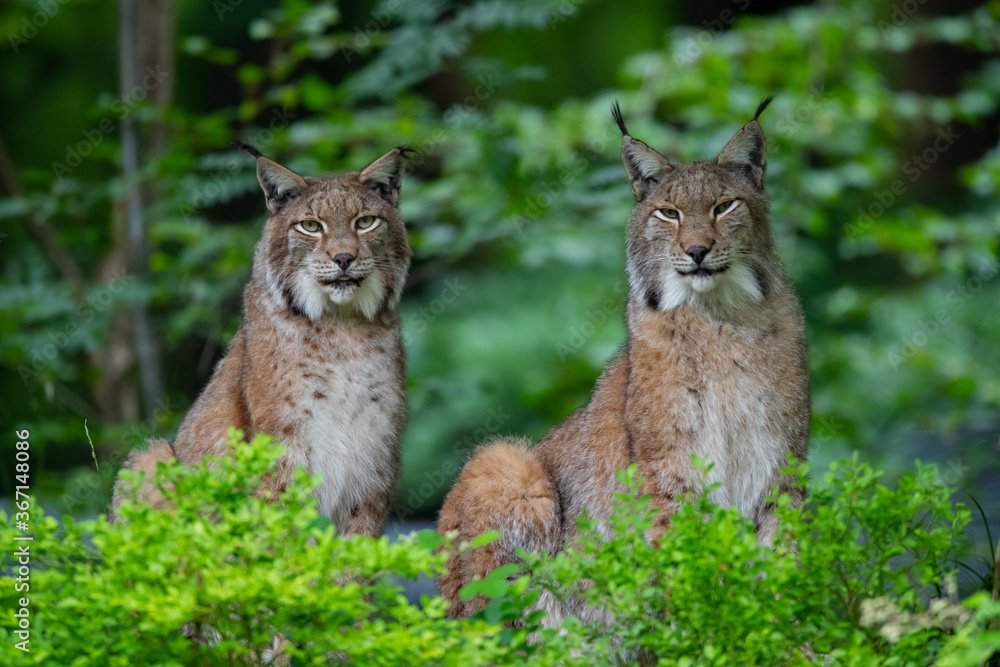 Obraz premium Luchs (Lynx lynx) Deutschland, Europa