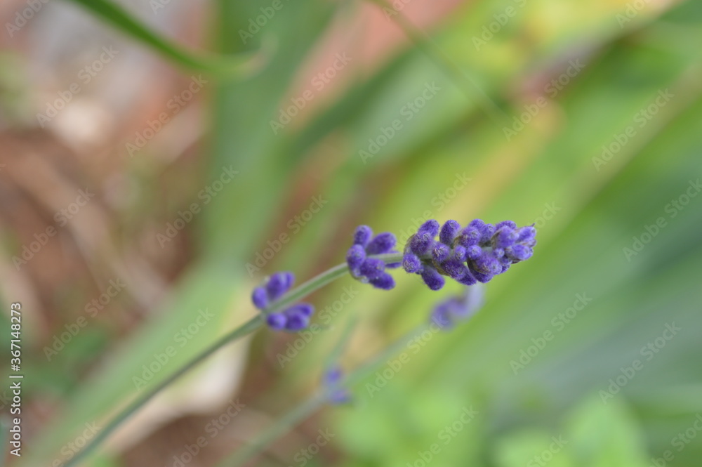 Lavandula purple plant flower lavender in my garden decoration Lavandula purple plant flower lavender in my garden decoration