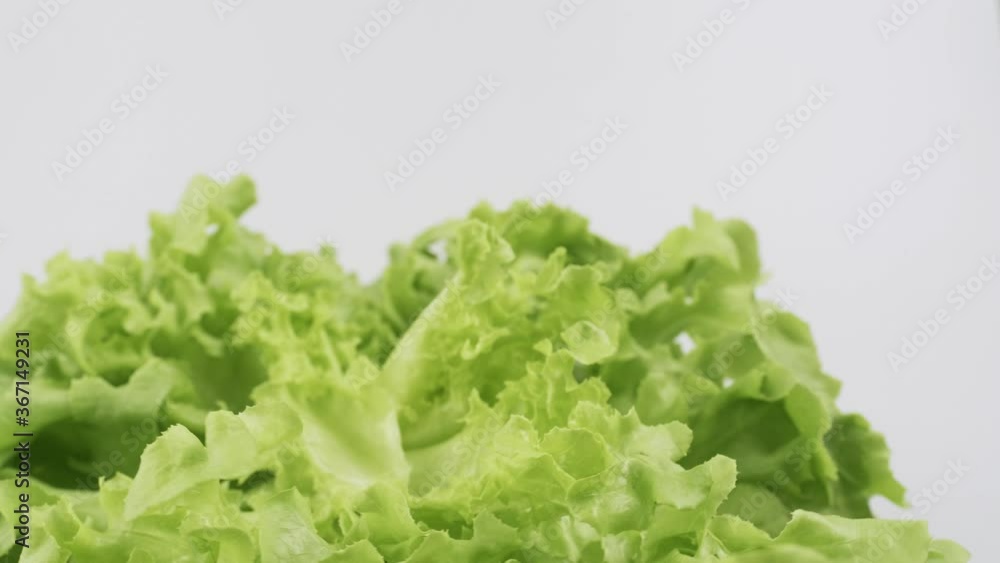 Green oak fresh lettuce planted in the Hydroponics style is beautifully placed and slowly rotating. Green oak fresh lettuce planted in the Hydroponics style is beautifully placed and slowly rotating.