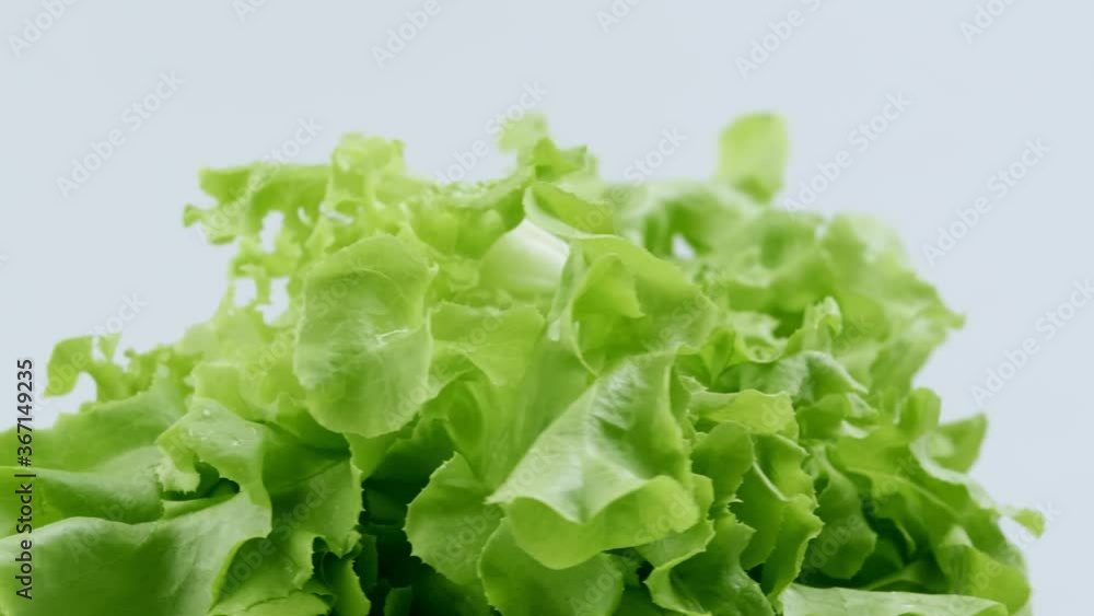 Green oak fresh lettuce planted in the Hydroponics style is beautifully placed and slowly rotating. Green oak fresh lettuce planted in the Hydroponics style is beautifully placed and slowly rotating.