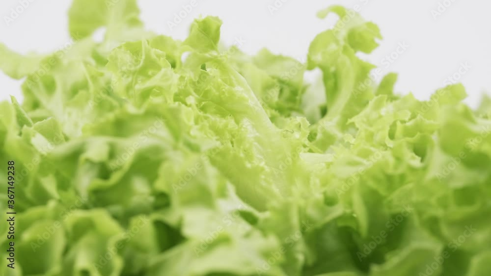 Green oak fresh lettuce planted in the Hydroponics style is beautifully placed and slowly rotating. Green oak fresh lettuce planted in the Hydroponics style is beautifully placed and slowly rotating.