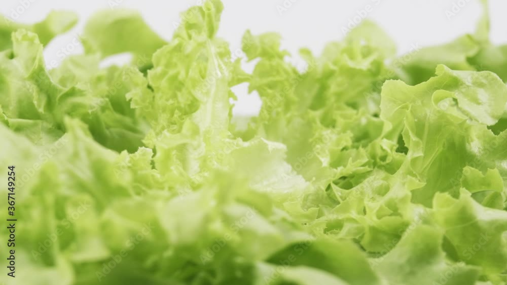 Green oak fresh lettuce planted in the Hydroponics style is beautifully placed and slowly rotating. Green oak fresh lettuce planted in the Hydroponics style is beautifully placed and slowly rotating.