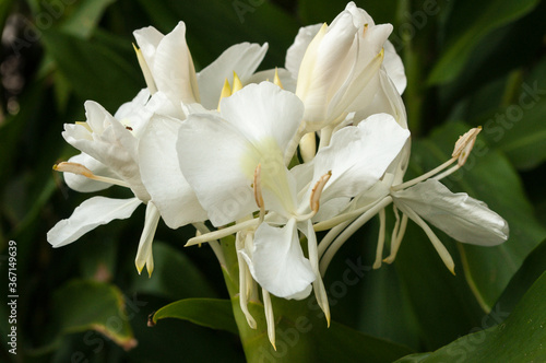 flor, flor blanca, cañas de ámbar