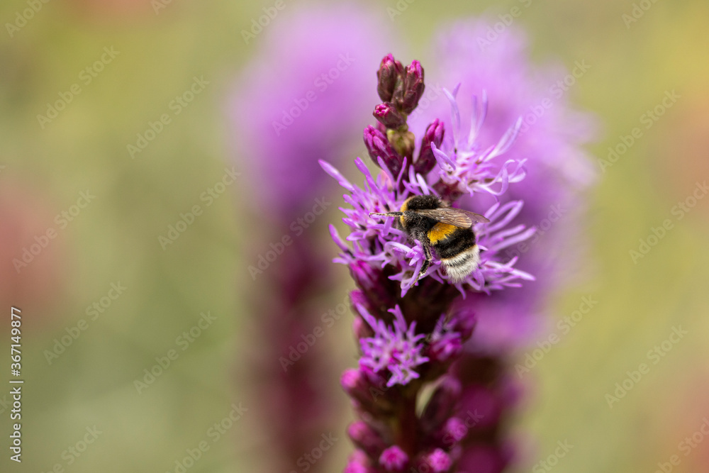 Top of a Liatris Spicata or bottle brush flower with bumblebee and blurred out of focus dark autumn coloured background Top of a Liatris Spicata or bottle brush flower with bumblebee and blurred out of focus dark autumn coloured background