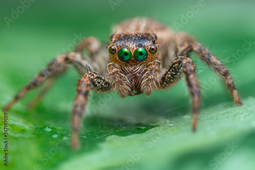 The beautiful eyes of the jumping spider