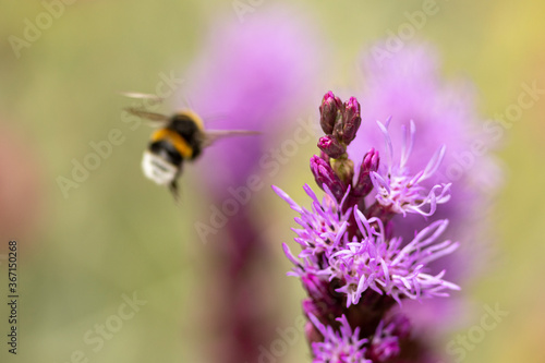 Colourful pink magenta garden flower Liatris Spicata or bottle brush with bumblebee mid air approaching and blurred out of focus bright background © Maarten Zeehandelaar