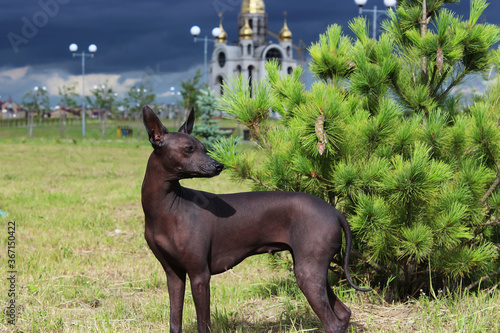 The Xoloitzcuintle   The Mexican Hairless Dog. A bald  dark dog stands against a background of green pine and storm clouds. Side view. The animal walks in nature in the summer.