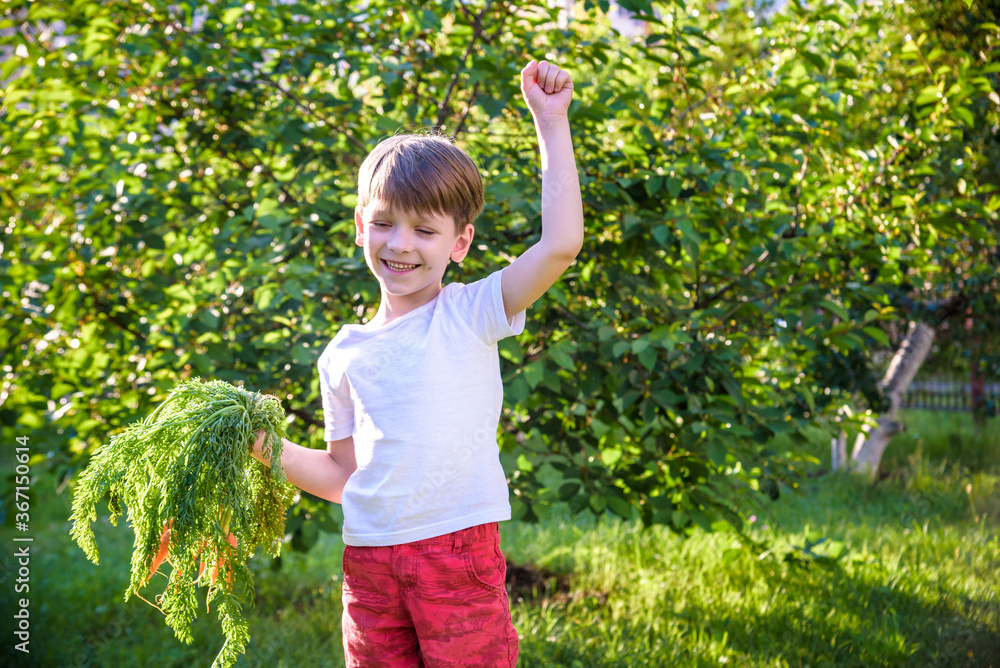 Cute little boy holding a bunch of fresh organic carrots in domestic garden. Healthy family lifestyle. Harvest time Cute little boy holding a bunch of fresh organic carrots in domestic garden. Healthy family lifestyle. Harvest time