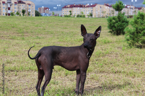 A big black dog in a city Park in the summer. A pet on a walk. Hairless dog, thoroughbred. The dog has no hair. The Xoloitzcuintle , The Mexican Hairless Dog.