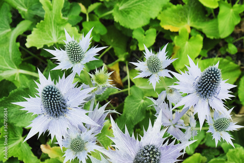 Eryngos, Alpine Sea Holly in bloom photo