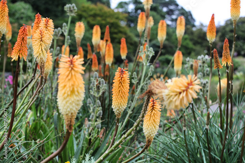 Cream and orange kniphofia red hot poker  'Tawny King' in flower photo