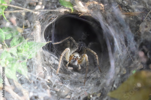 spider in the Web Hole.