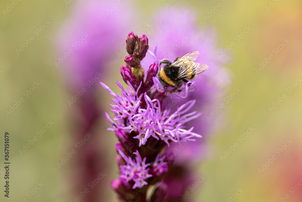 Bumblebee on top of flower Liatris Spicata or bottle brush with blurred out of focus garden background Bumblebee on top of flower Liatris Spicata or bottle brush with blurred out of focus garden background