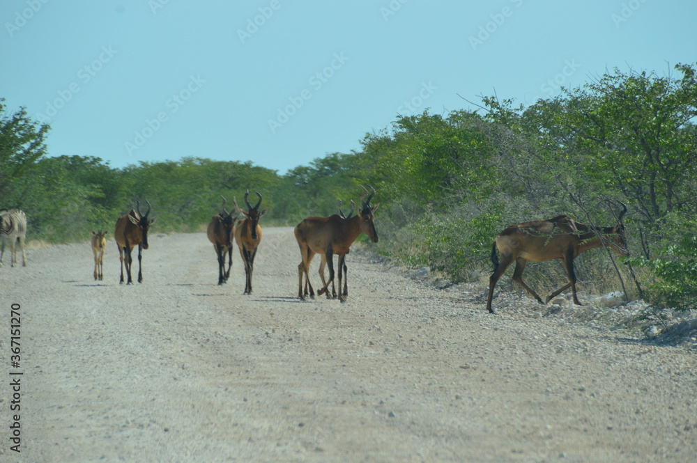 Red Hartebeests on the road in Etosha National Park, Namibia