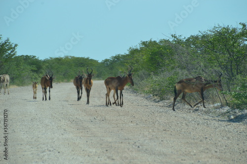 Red Hartebeests on the road in Etosha National Park  Namibia