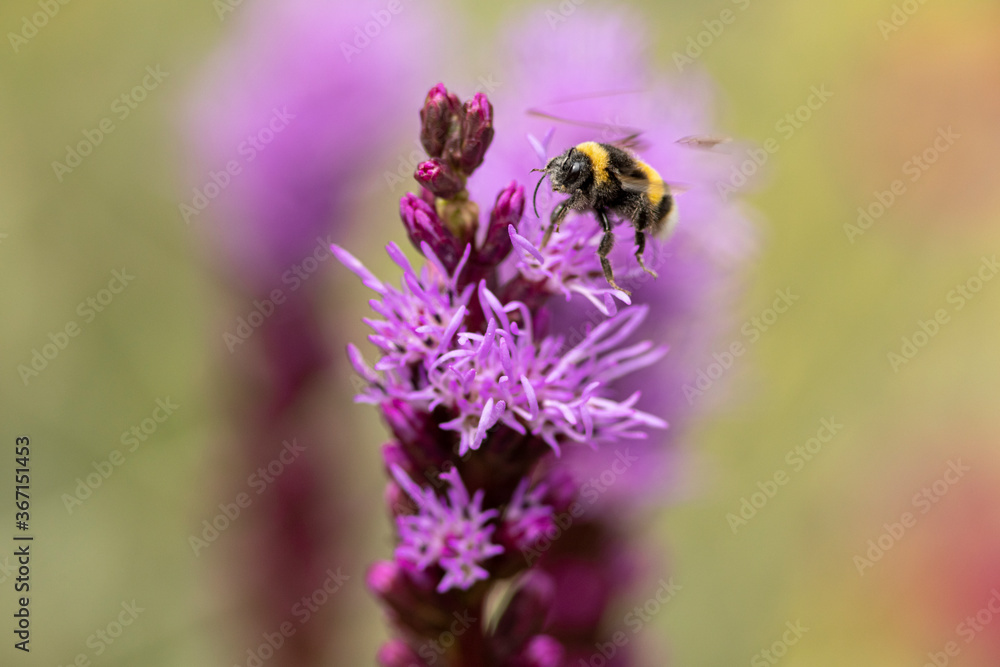 Bumblebee on top of flower Liatris Spicata or bottle brush with blurred out of focus garden background Bumblebee on top of flower Liatris Spicata or bottle brush with blurred out of focus garden background