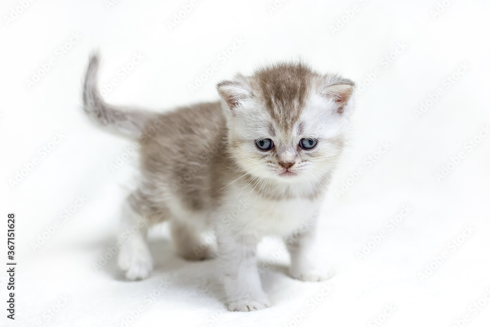 Small British kitten on a light background.
