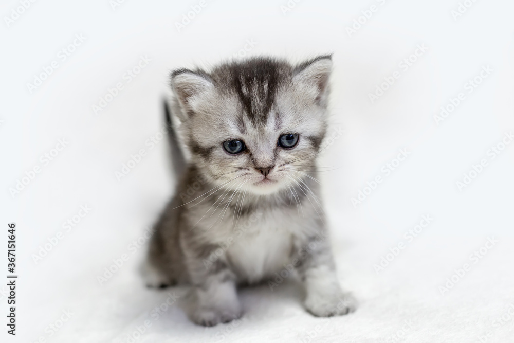 Small British kitten on a light background.