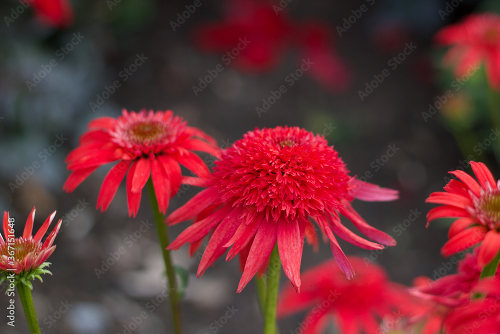Beautiful red echinacea double scoop in mandarin with soft background Beautiful red echinacea double scoop in mandarin with soft background