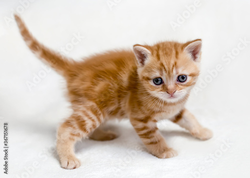 Small British kitten on a light background.