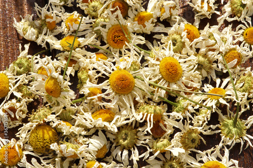 Fresh dried chamomile for tea photo