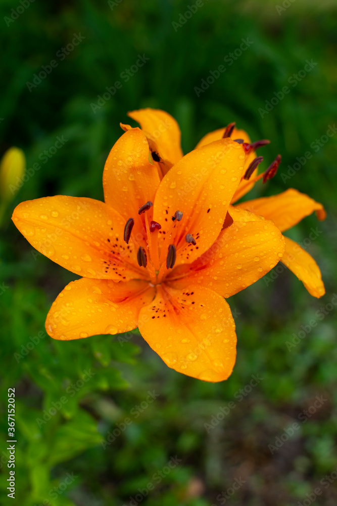 Lily flower on a green background Lily flower on a green background