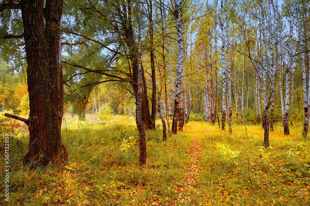 Fototapeta premium Autumn natural background. Autumn forest landscape. A narrow path in the thicket of the forest.