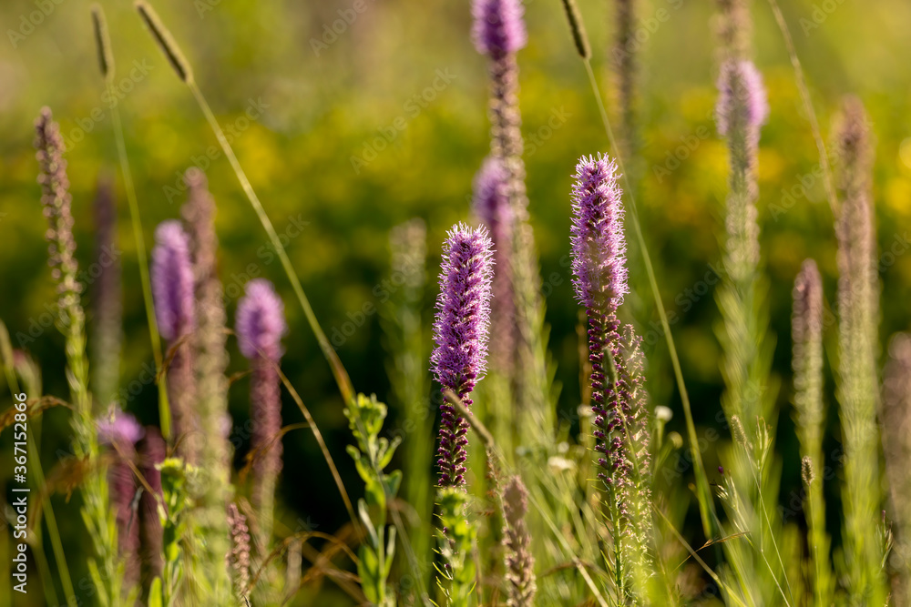Three English names flowers - Dotted gayfeather also known as Dotted blazingstar and Narrow-leaved blazingstar. Beautiful North American Native flowers on the meadow Three English names flowers - Dotted gayfeather also known as Dotted blazingstar and Narrow-leaved blazingstar. Beautiful North American Native flowers on the meadow