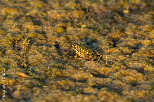 Northern Leopard Frog in small pond