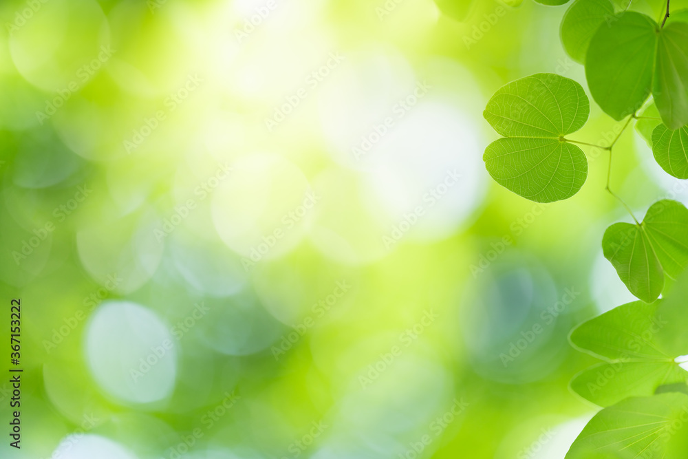 Obraz premium Nature of green leaf in garden at summer. Natural green leaves plants using as spring background cover page greenery environment ecology wallpaper