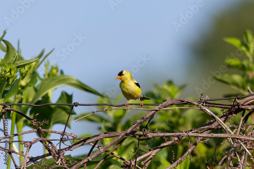 American goldfinch sitting on the fence © Denny