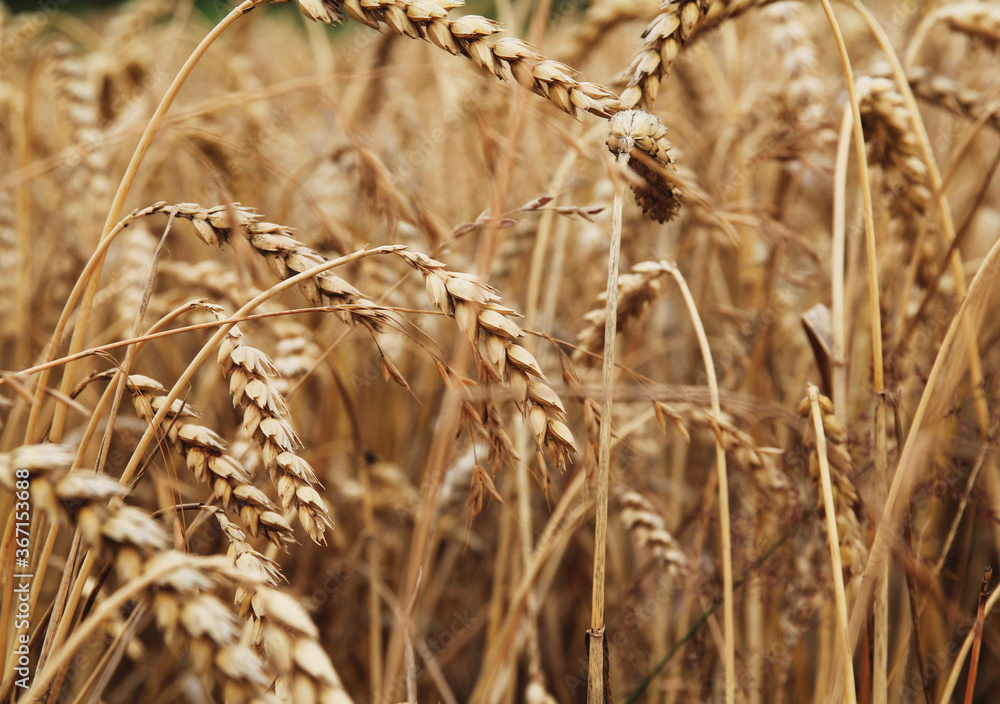 Fototapeta premium Weizenfeld