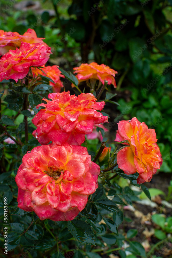 Gorgeous roses grow on a meadow