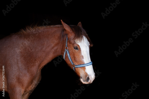 Fototapeta Naklejka Na Ścianę i Meble -  portrait of a horse lowkey