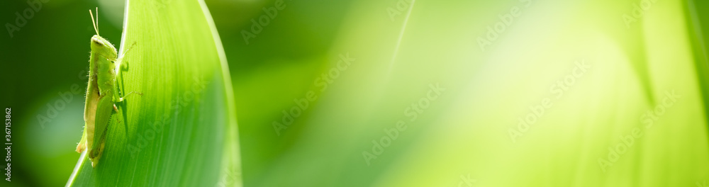 Nature of grasshopper on green leaf in garden using as background animal insect cover page Nature of grasshopper on green leaf in garden using as background animal insect cover page