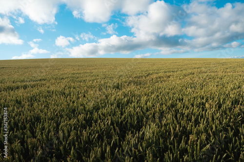 Wheat growing and blue cloudy sky