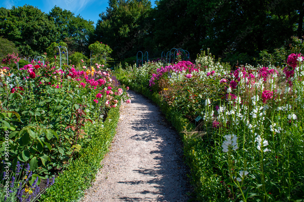 Rosen garten mit vielen bunten Blumen 