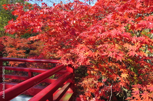紅葉に映える日本風橋
Autumn leaves