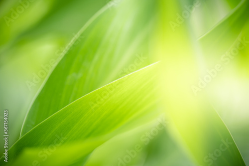 Nature of green leaf in garden at summer. Natural green leaves plants using as spring background cover page greenery environment ecology wallpaper