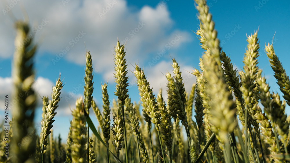 Wheat growing and blue cloudy sky Wheat growing and blue cloudy sky